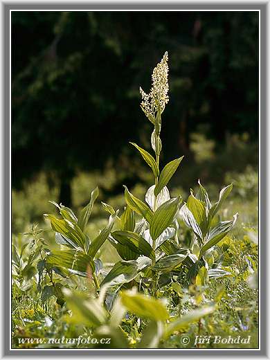 Veratrum album