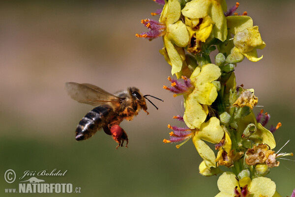 Verbascum nigrum
