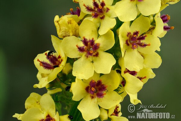 Verbascum nigrum