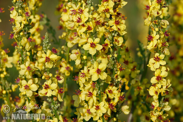 Verbascum nigrum
