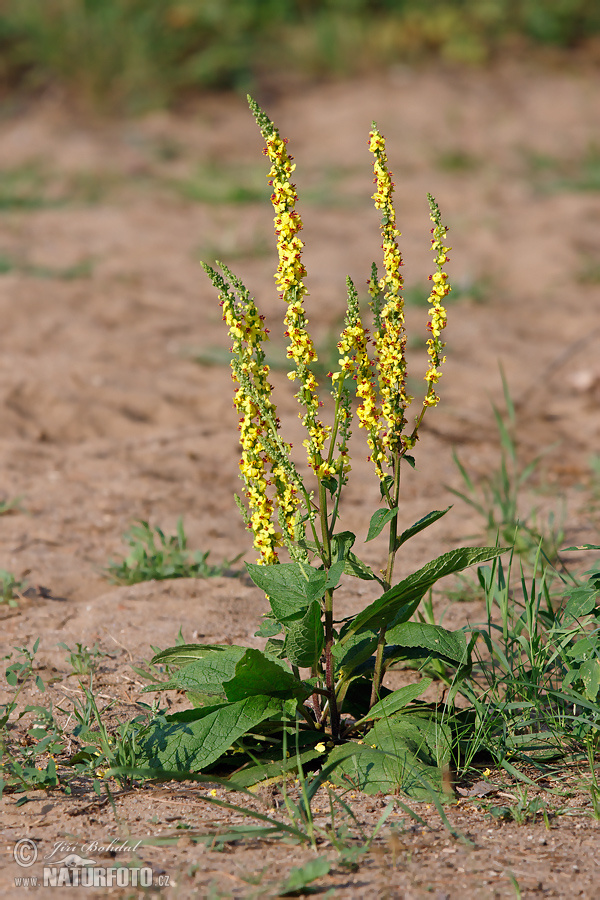 Verbascum nigrum