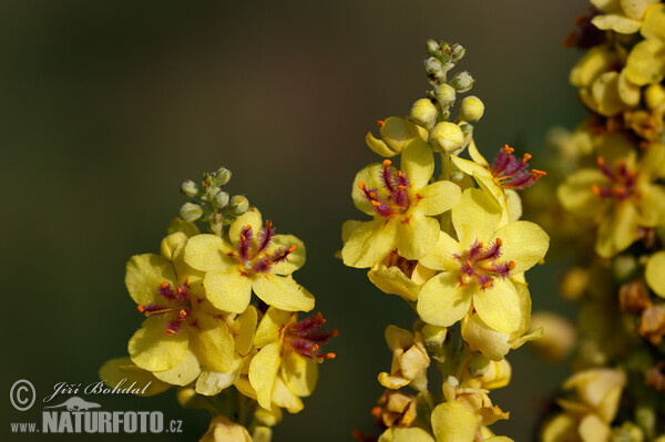 Verbascum nigrum