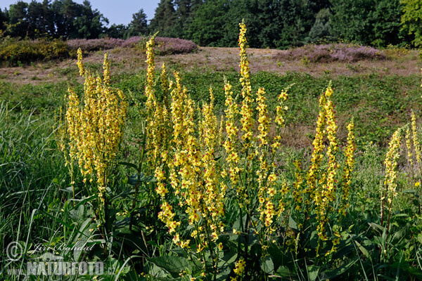 Verbascum nigrum