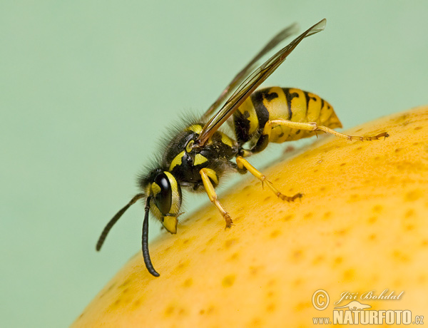 Vespula comune