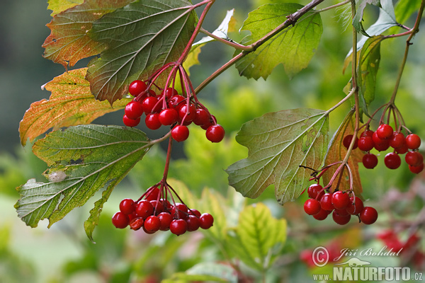 Viburnum opulus