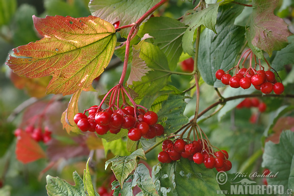 Viburnum opulus