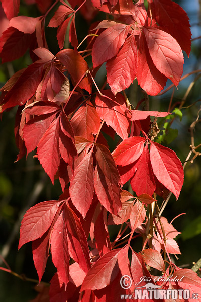 vigne vierge de Virginie