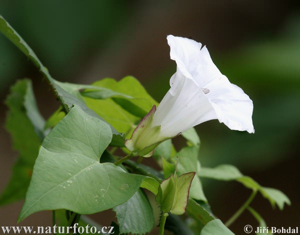 Vilucchio bianco