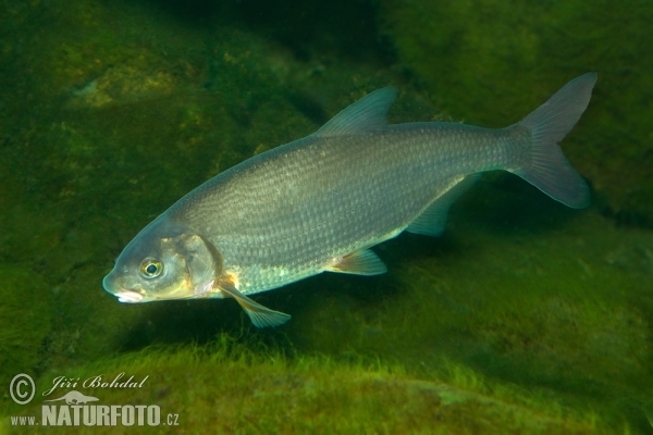 Vimba bream (Vimba vimba)