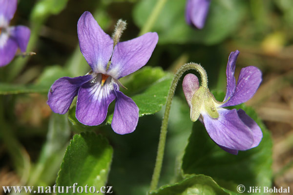 Viola d’olor