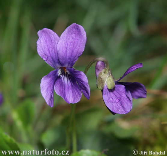 Viola mammola