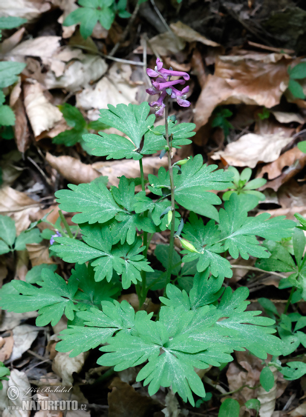 Violeta bulbosa - Coridal