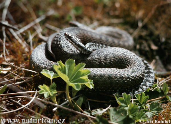 Vipera berus