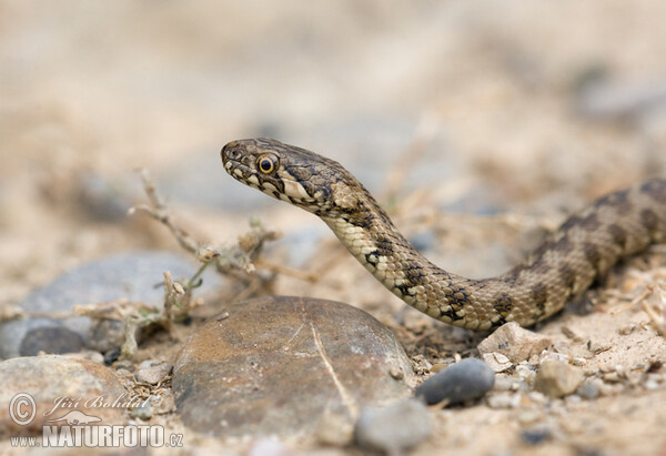 Viperine Snake (Natrix maura)