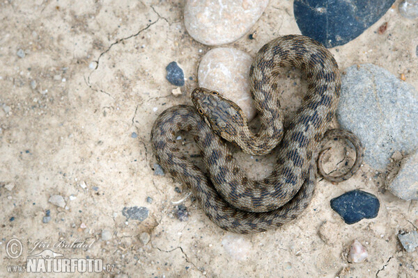 Viperine Snake (Natrix maura)