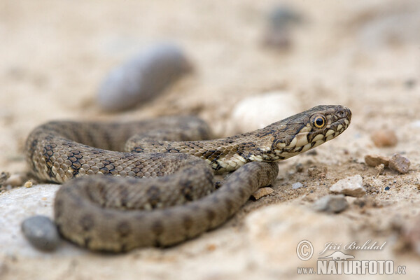 Viperine Snake (Natrix maura)