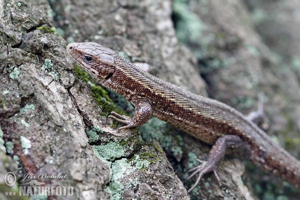 Viviparous Lizard (Lacerta vivipara)