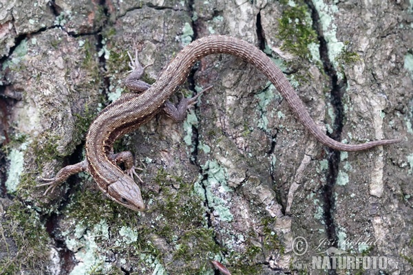 Viviparous Lizard (Lacerta vivipara)