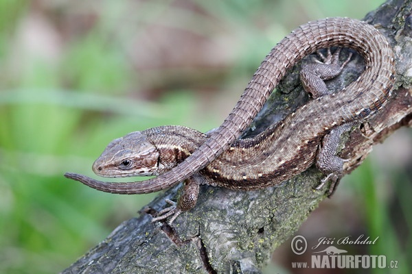 Viviparous Lizard (Lacerta vivipara)