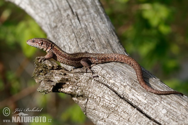 Viviparous Lizard (Lacerta vivipara)