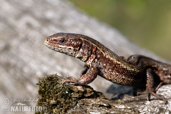 Viviparous Lizard (Lacerta vivipara)