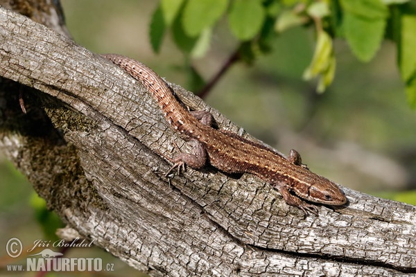 Viviparous Lizard (Lacerta vivipara)