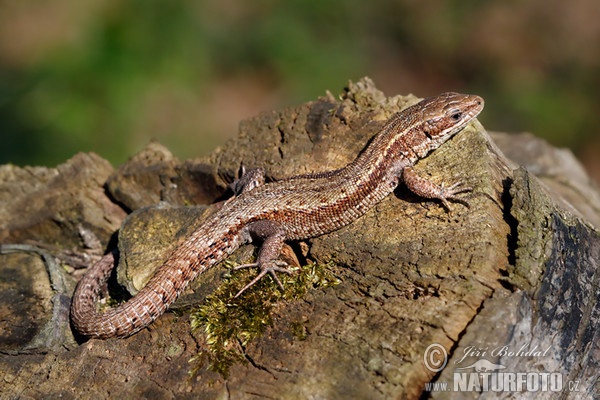 Viviparous Lizard (Lacerta vivipara)