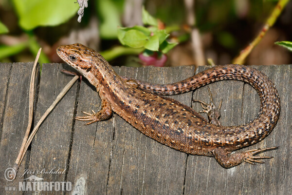 Viviparous Lizard (Lacerta vivipara)