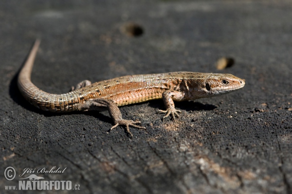 Viviparous Lizard (Lacerta vivipara)