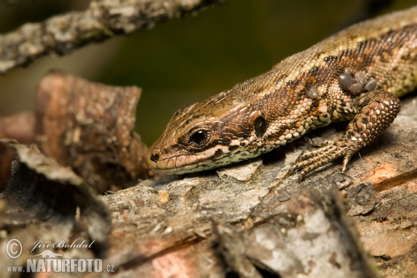 Viviparous Lizard (Lacerta vivipara)