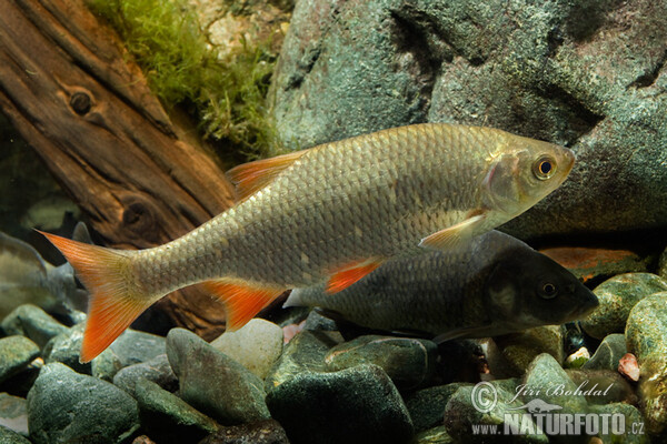 Vörösszárnyú keszeg