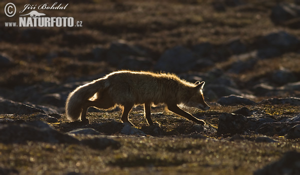 Vulpes vulpes