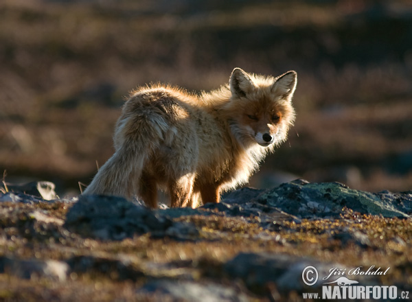 Vulpes vulpes