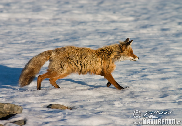 Vulpes vulpes