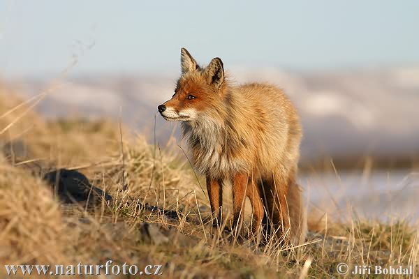 Vulpes vulpes