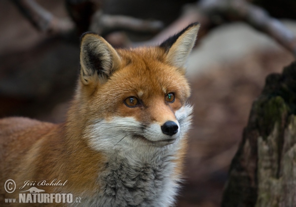 Vulpes vulpes