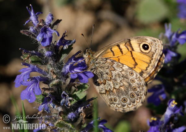 Wall Brown (Lasiommata megera)