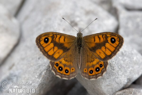 Wall Brown (Lasiommata megera)