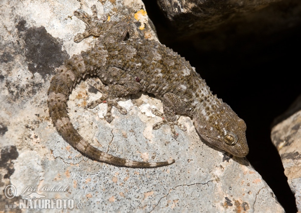 Wall Gecko (Tarentola mauritanica)