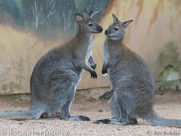 Wallaby à cou rouge