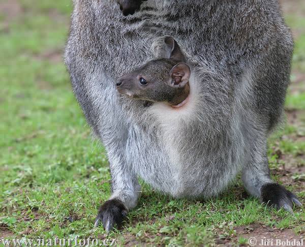 Wallaby à cou rouge