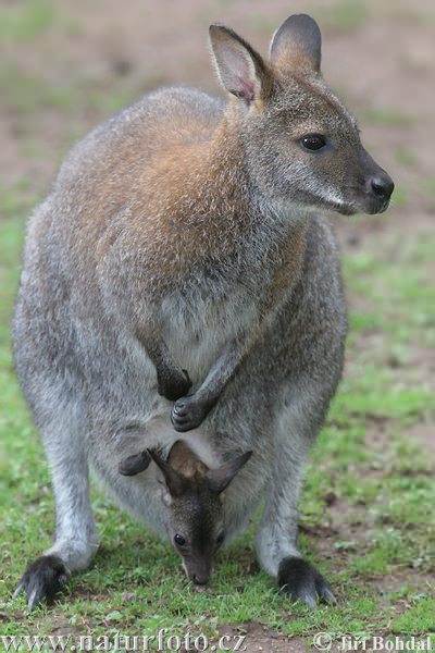 Wallaby dal collo rosso