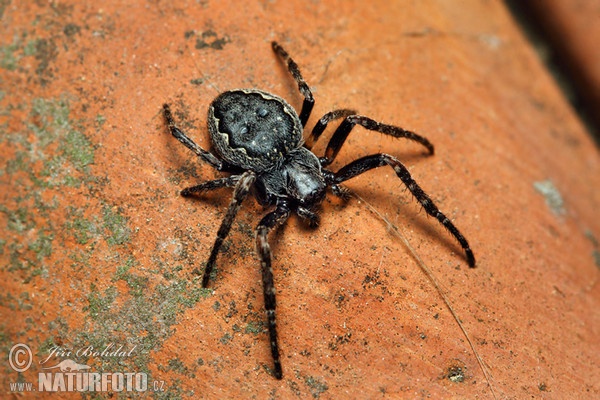 Walnut Orb-weaver Spider (Nuctenea umbratica)