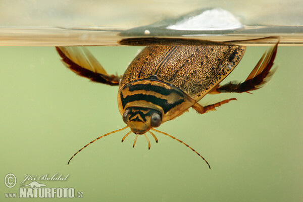 Water Beetle (Acilius sulcatus)