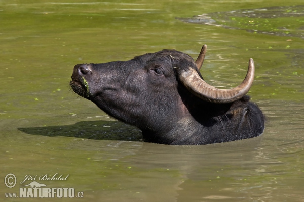 Water Buffalo (Bubalus bubalis)