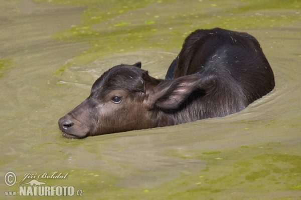 Water Buffalo (Bubalus bubalis)