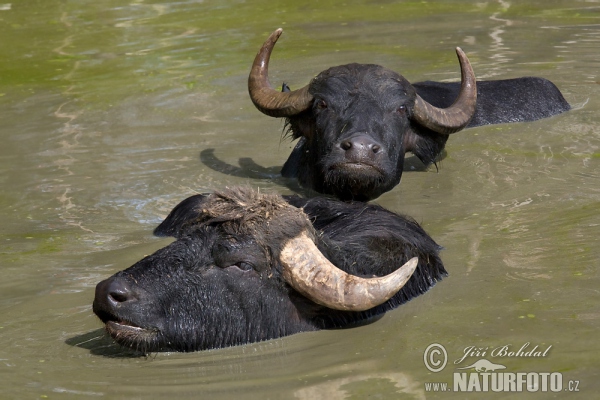 Water Buffalo (Bubalus bubalis)