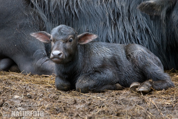 Water Buffalo (Bubalus bubalis)