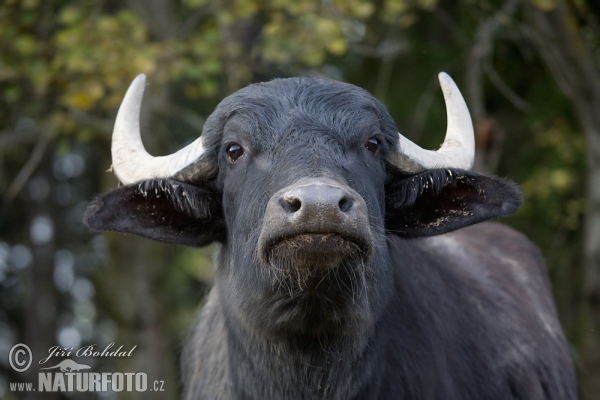 Water Buffalo (Bubalus bubalis)