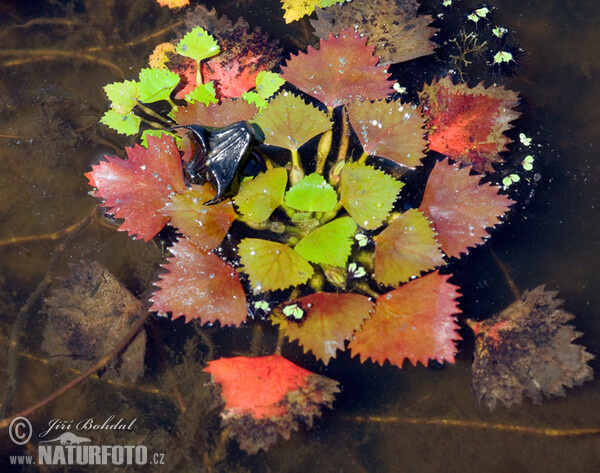 Water Caltrop (Trapa natans)